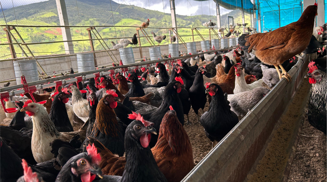 Aves em galpão com vista para as serras de Minas
